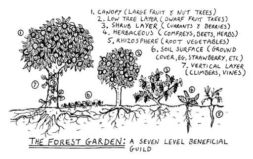 Food forest at Heart & Soil, Cape Town
