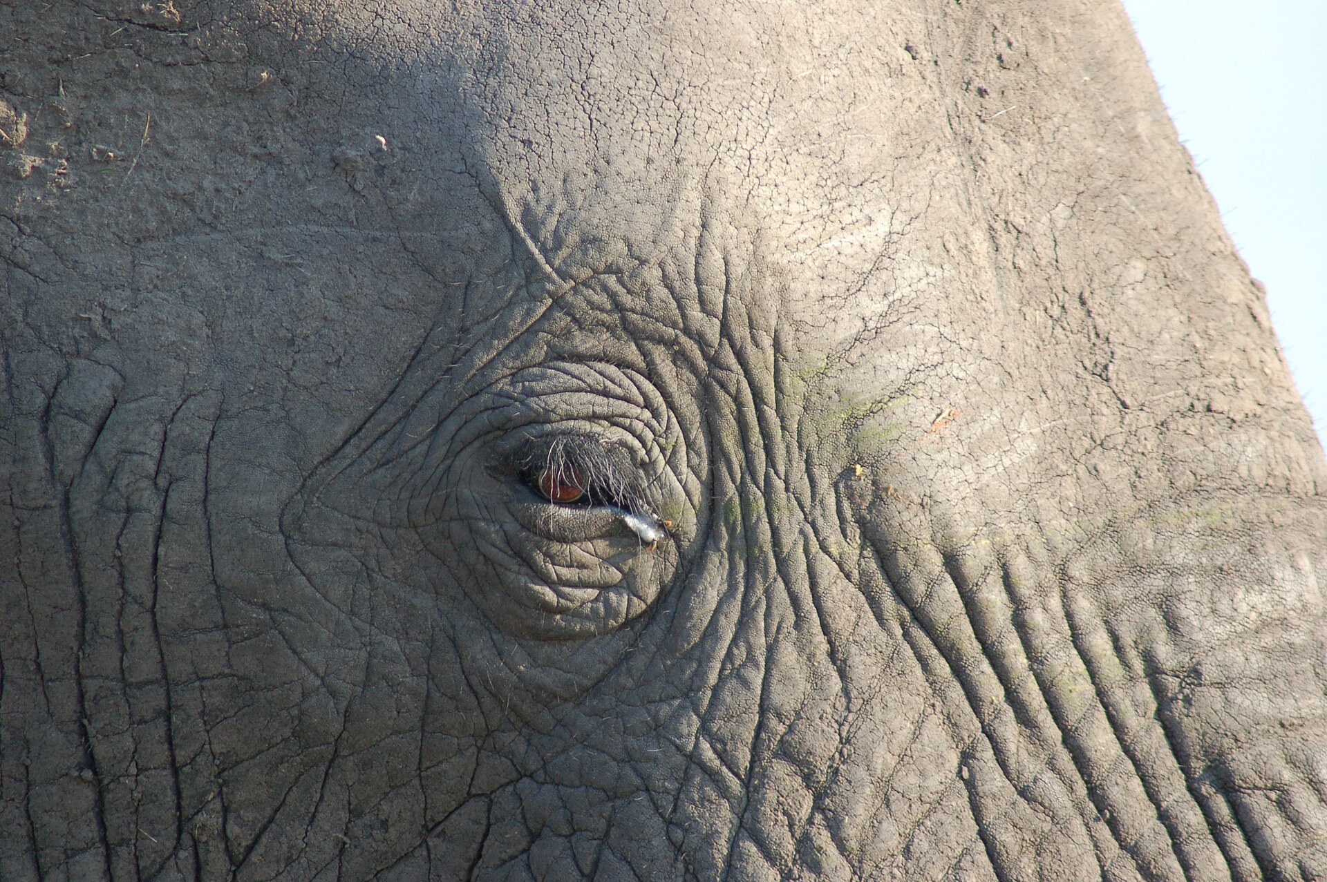 Okavango Delta Elephant