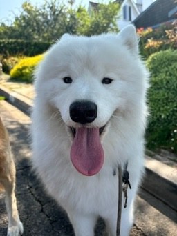 Happy white Samoyed with tongue out during dog training in Huntington Beach