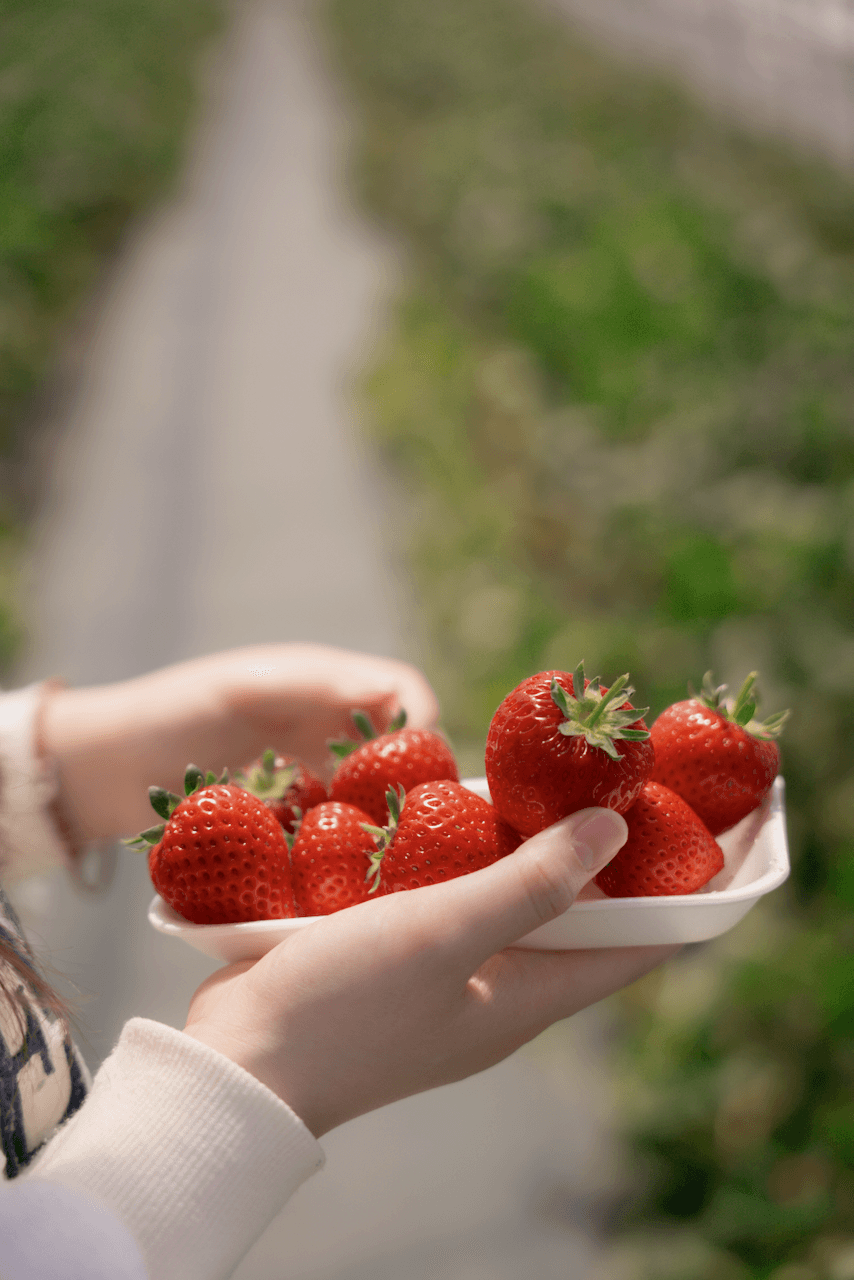 Tray of freshly picked strawberries