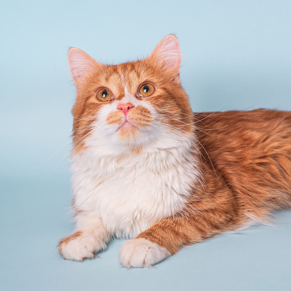 Ginger cat resting inside a studio with skyblue background, producing charming, cute cat photos by Mahvin Photography in Dubai.