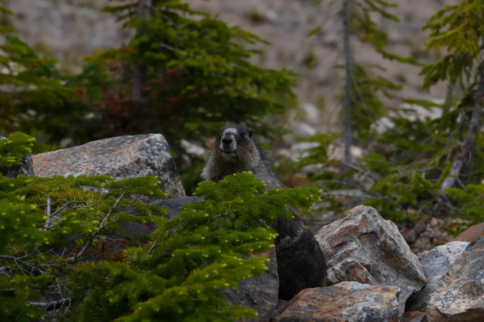 Wildlife in Jasper
