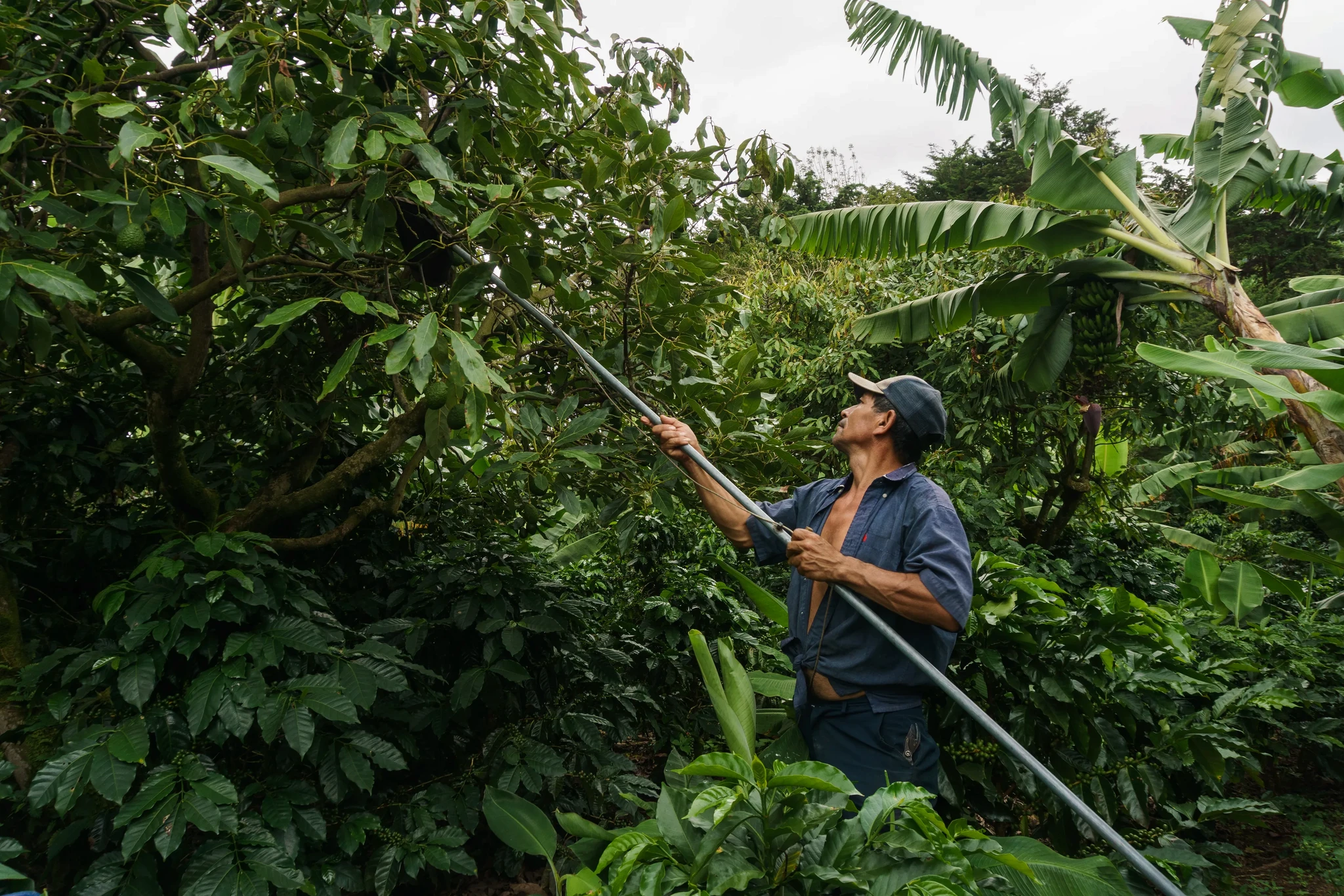 A person is using a long pole to pick fruit from a tree in a lush, green plantation. They are surrounded by various plants, including large banana leaves, and wearing a blue shirt and cap. The environment is dense and tropical.