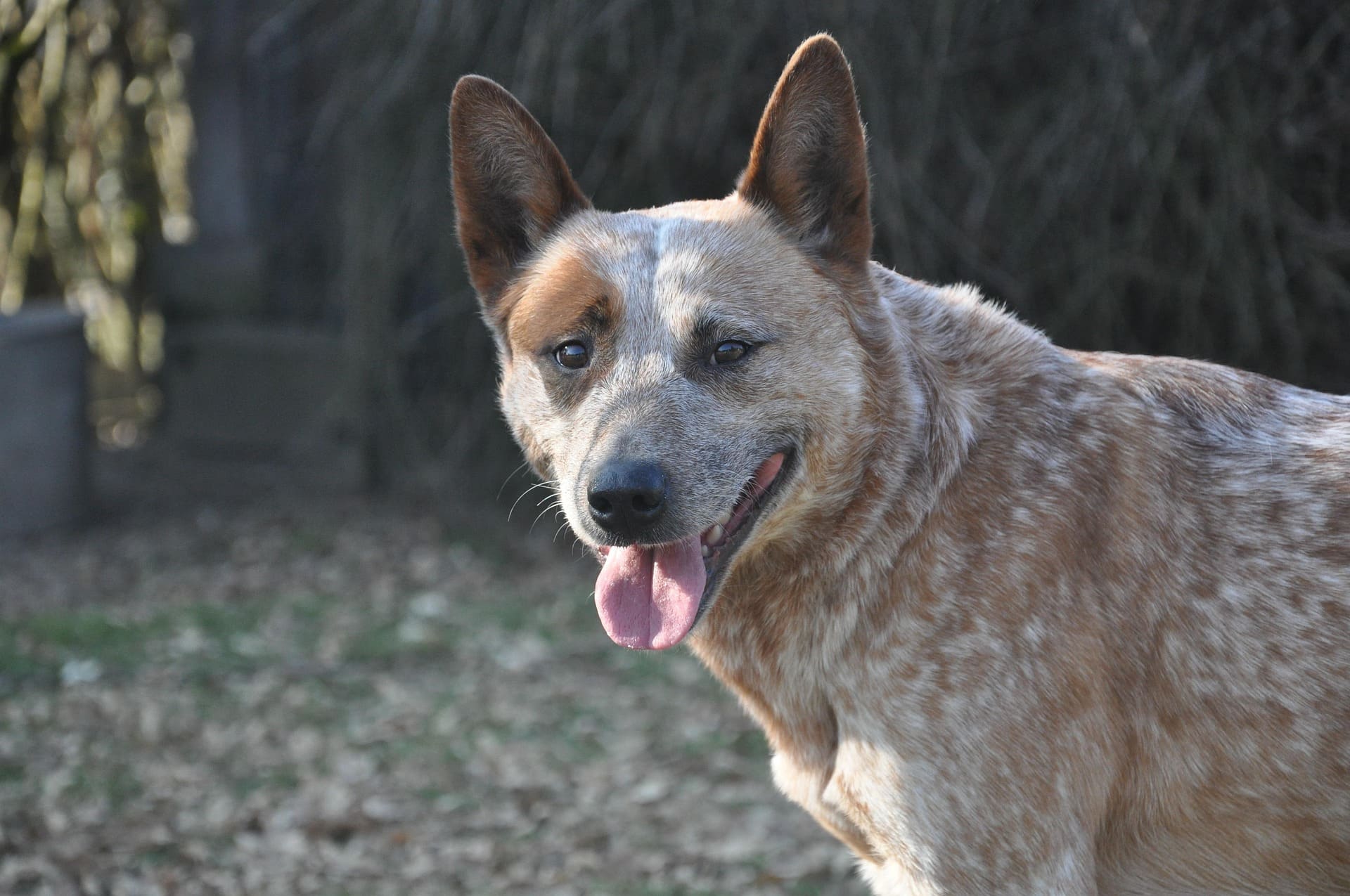 An Australian Cattle Dog is standing on the grass with its tongue out.