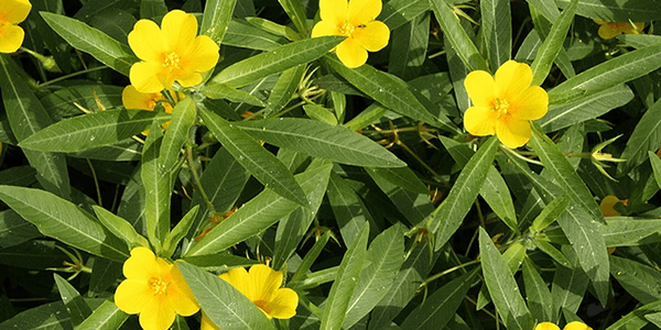 Jussie (Ludwigia grandiflora, L. peploides)