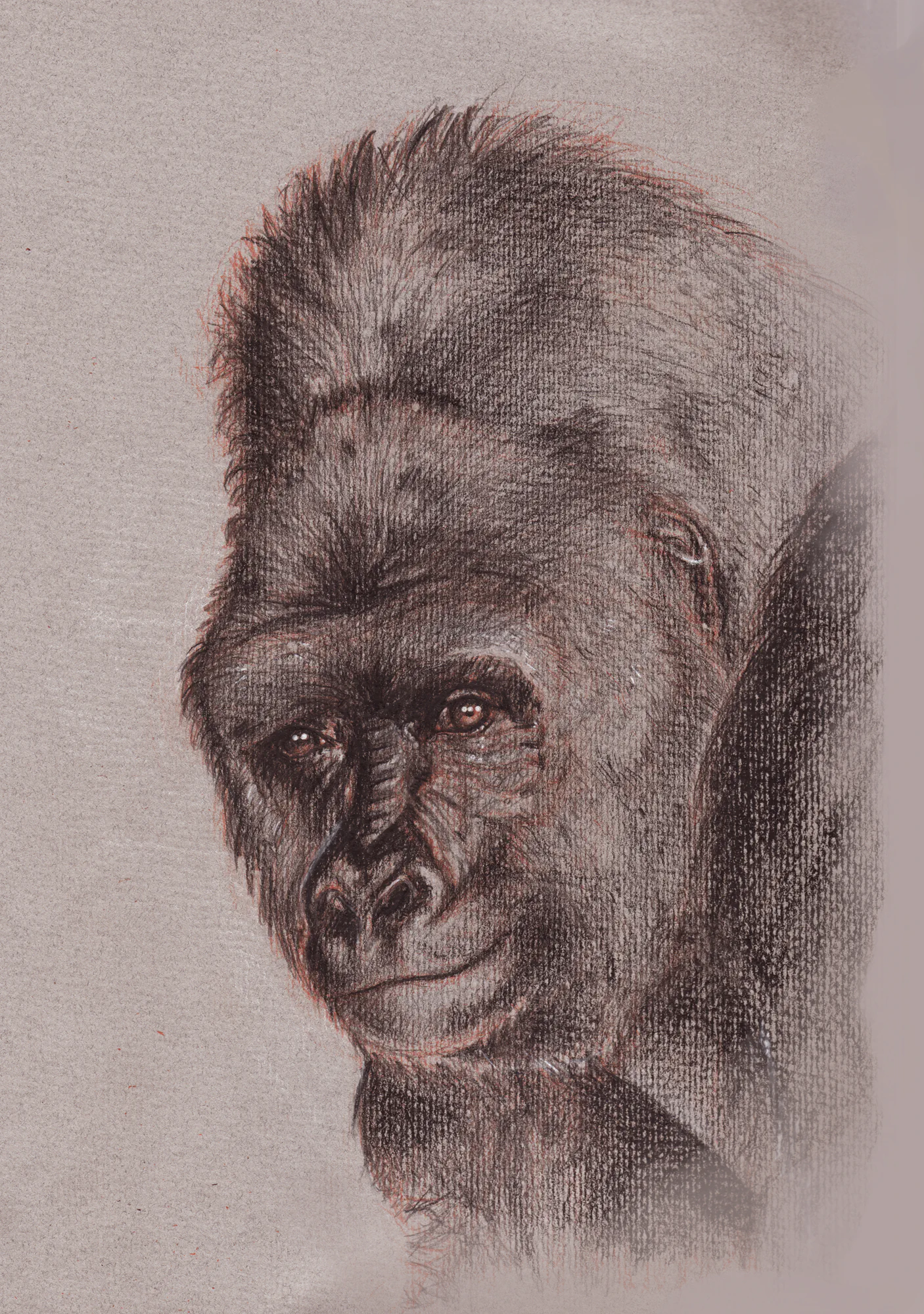 Owlscan0004 — sketchbook study