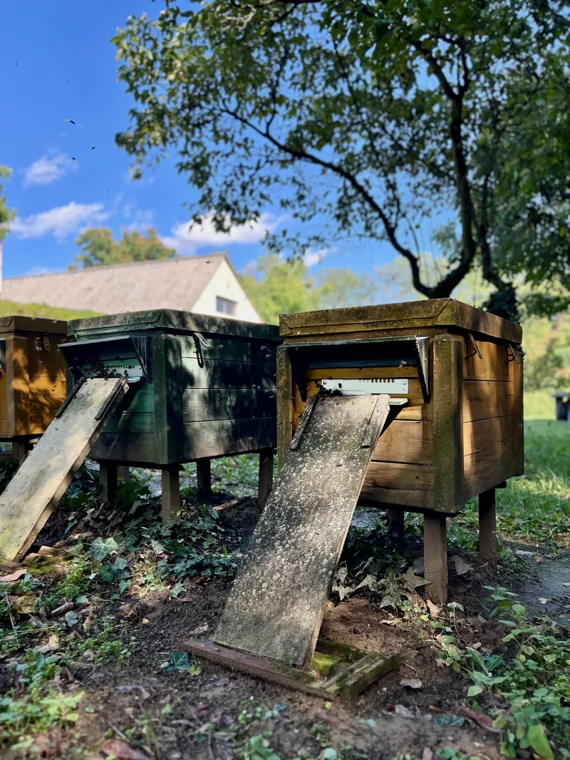 Kaptárak a méhesben