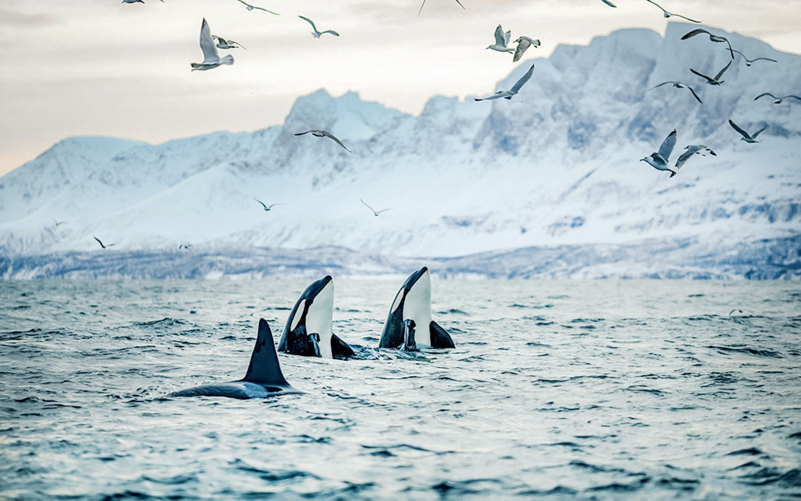 Orcas surfacing in Arctic waters with snowy mountains near Tromso.