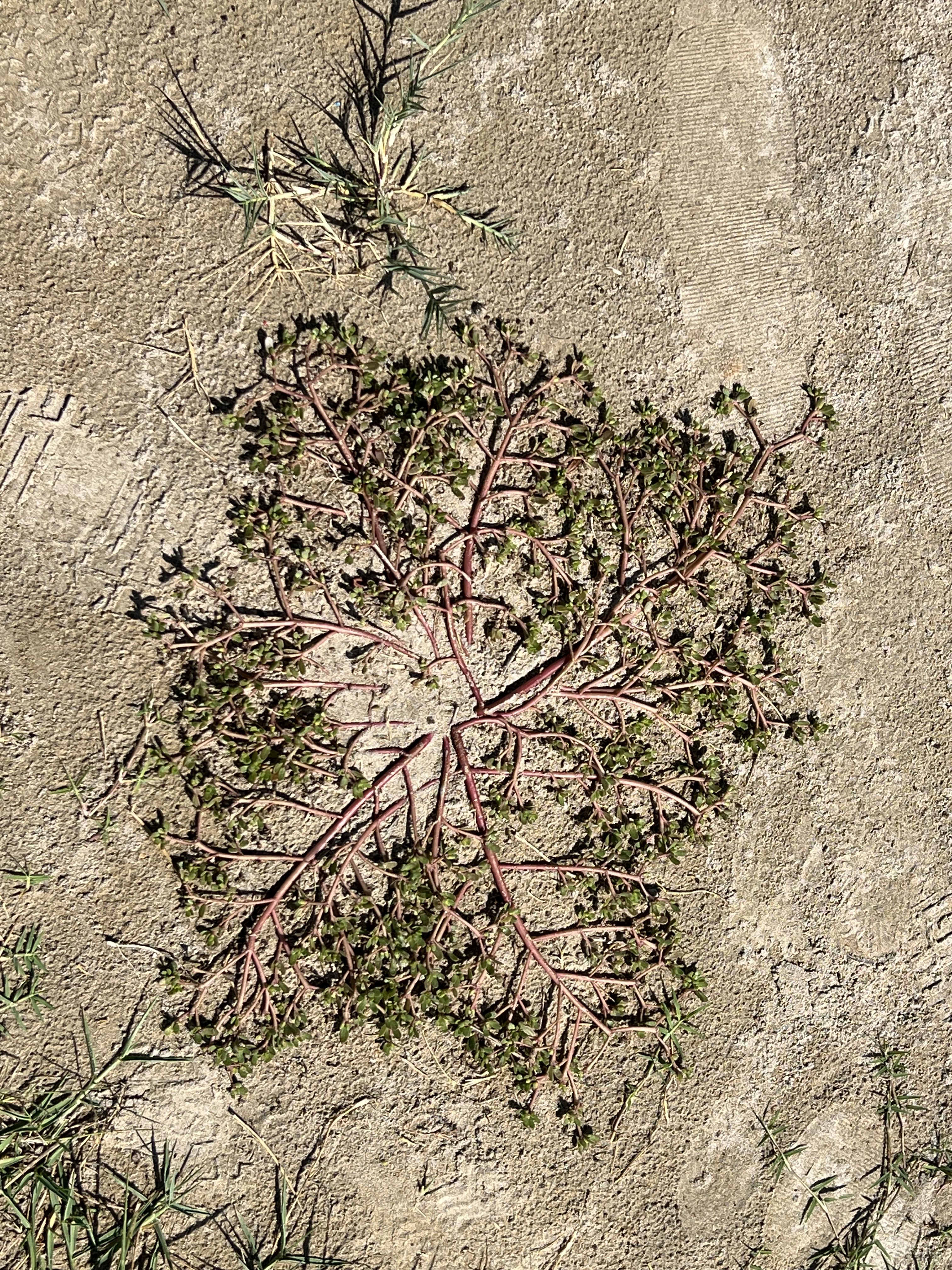 blue sky and white clouds over the sea
