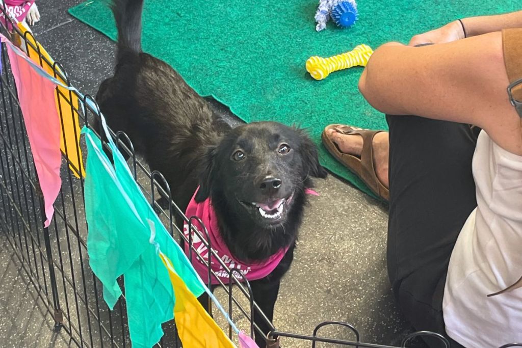 Mission pawsible dog