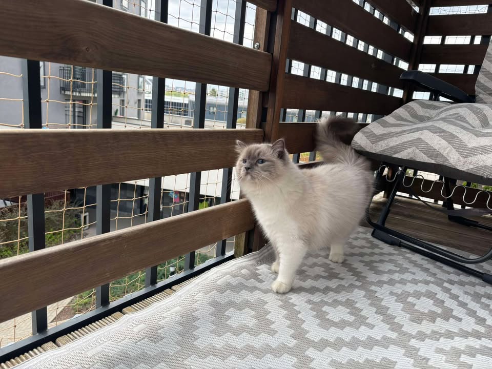 Kocia Siatka - Kot Nie Lata 3