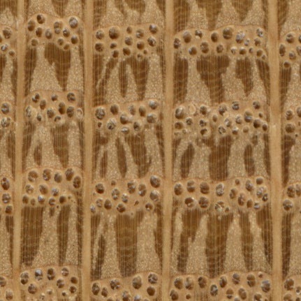 White Oak end grain