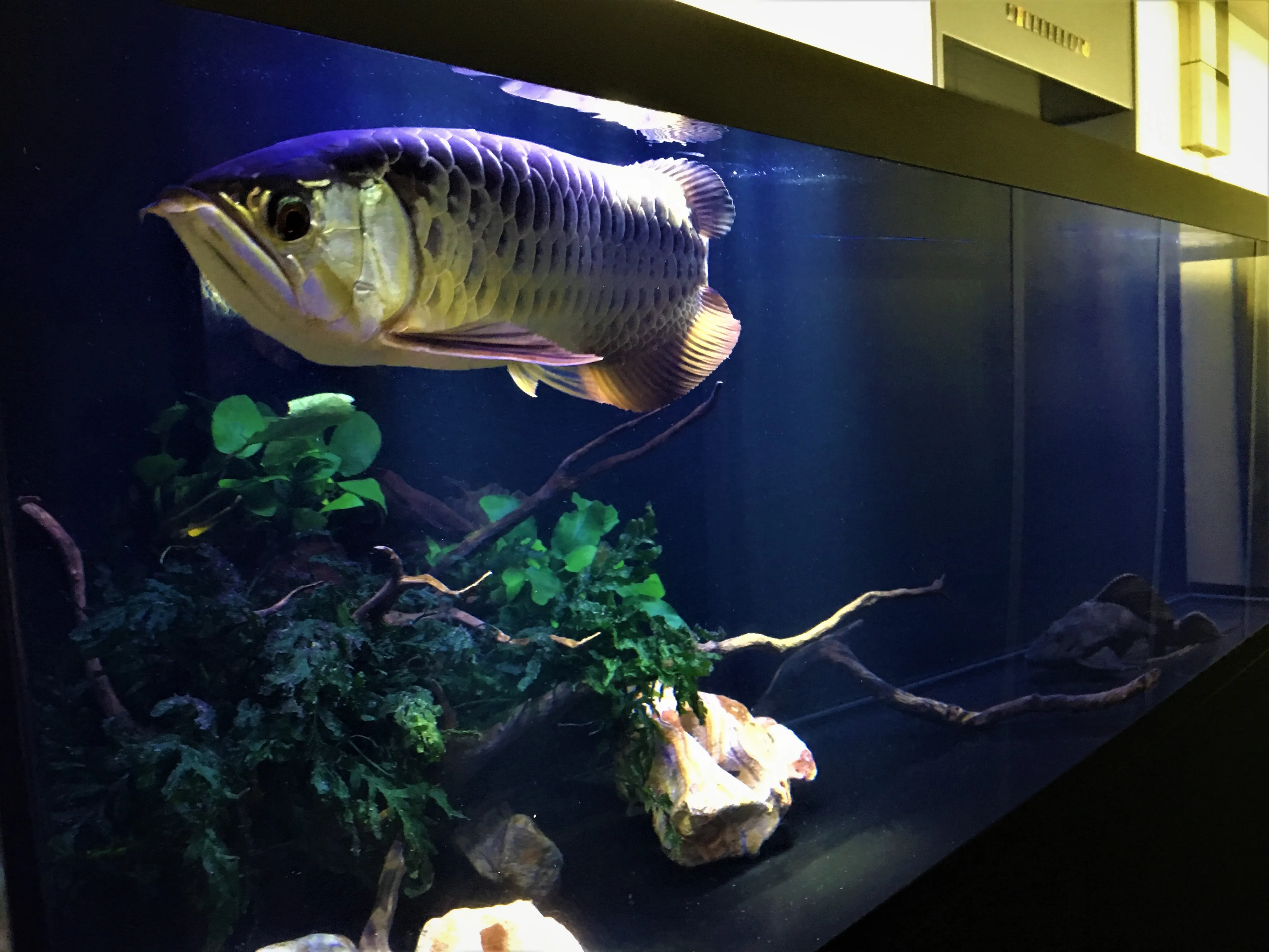 大型淡水魚を主役にしたシンプル構成のアクアリウムレイアウト