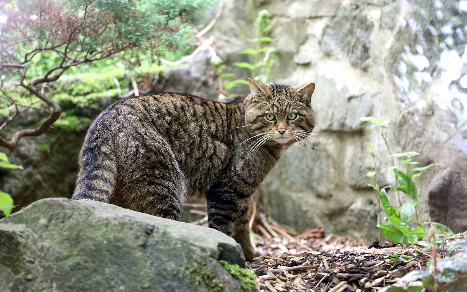 Wildcat resting on a rock at Highland Wildlife Park, Scotland.