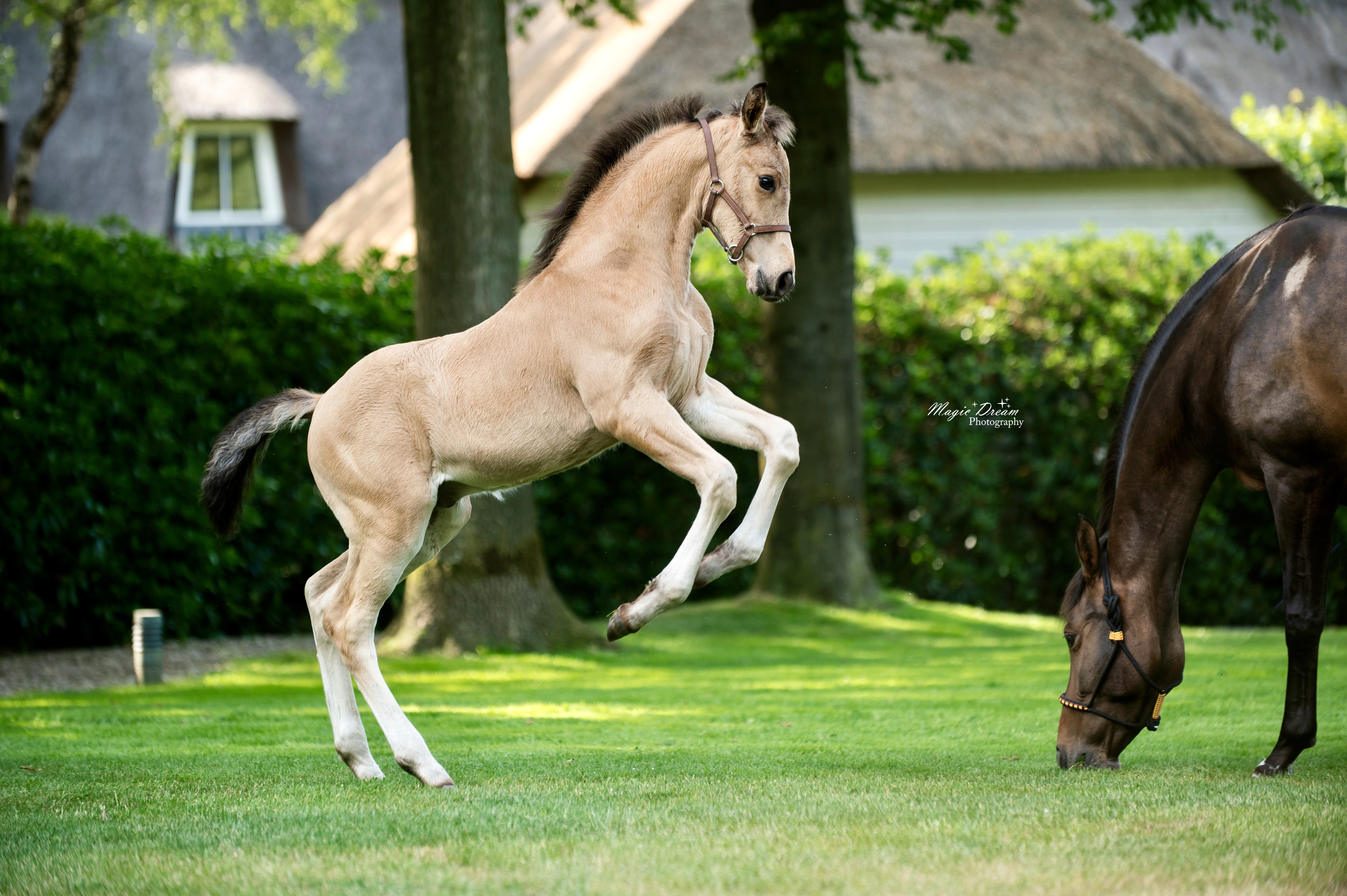 Crossbred foal by Quaside