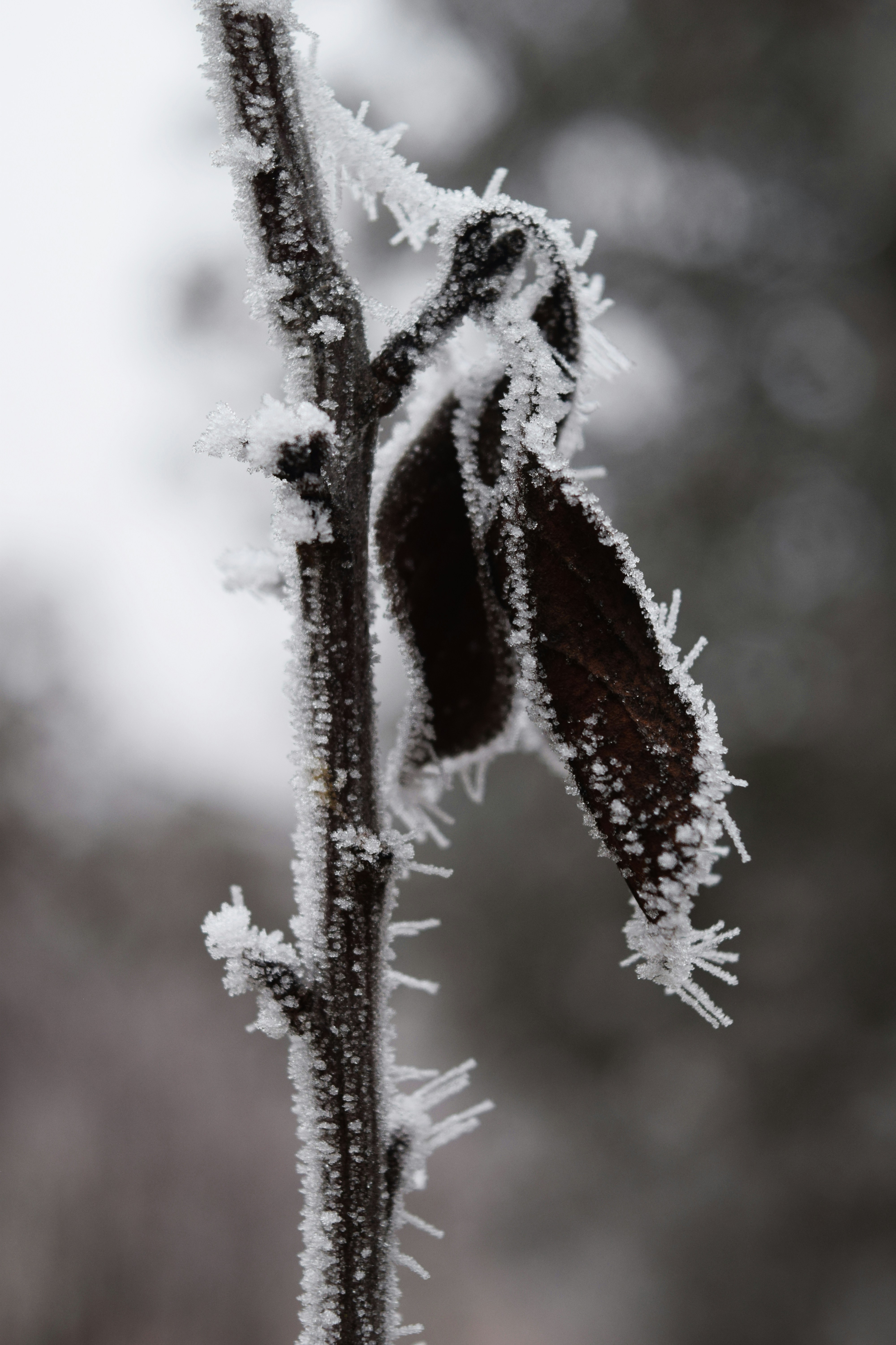 a close up of a plant with snow on it
