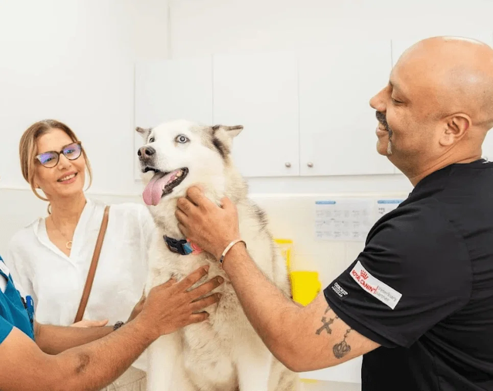 Dr. Sarabjit Singh and an assistant examine a Siberian Husky while the pet owner observes in our veterinary clinic.