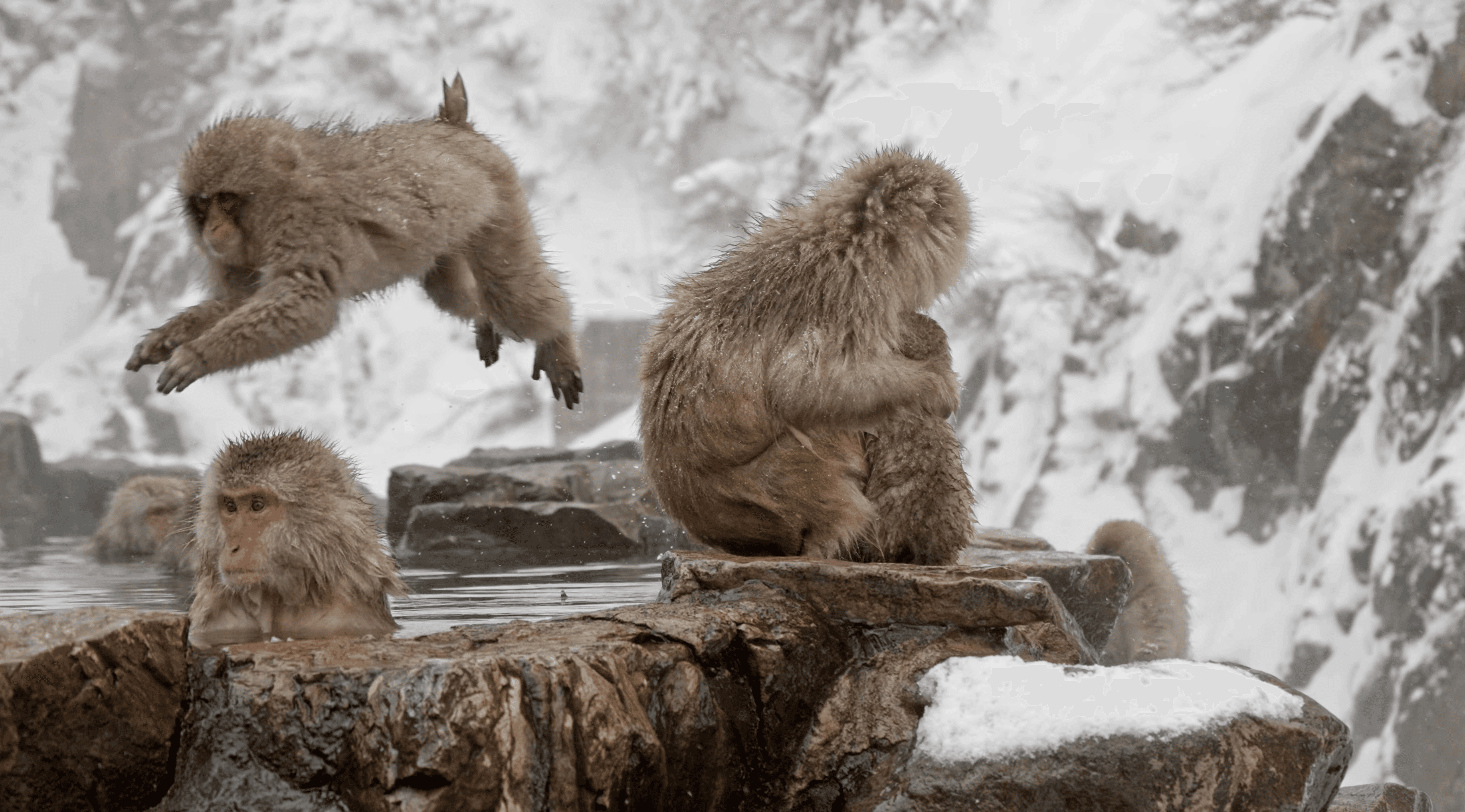 The Jigokudani snow monkeys are known to be playful also and unphased by visitors watching them when they bathe.pool from above, showing the channel and pipe that feed the man-made hot spring, a few monkeys at the edges.