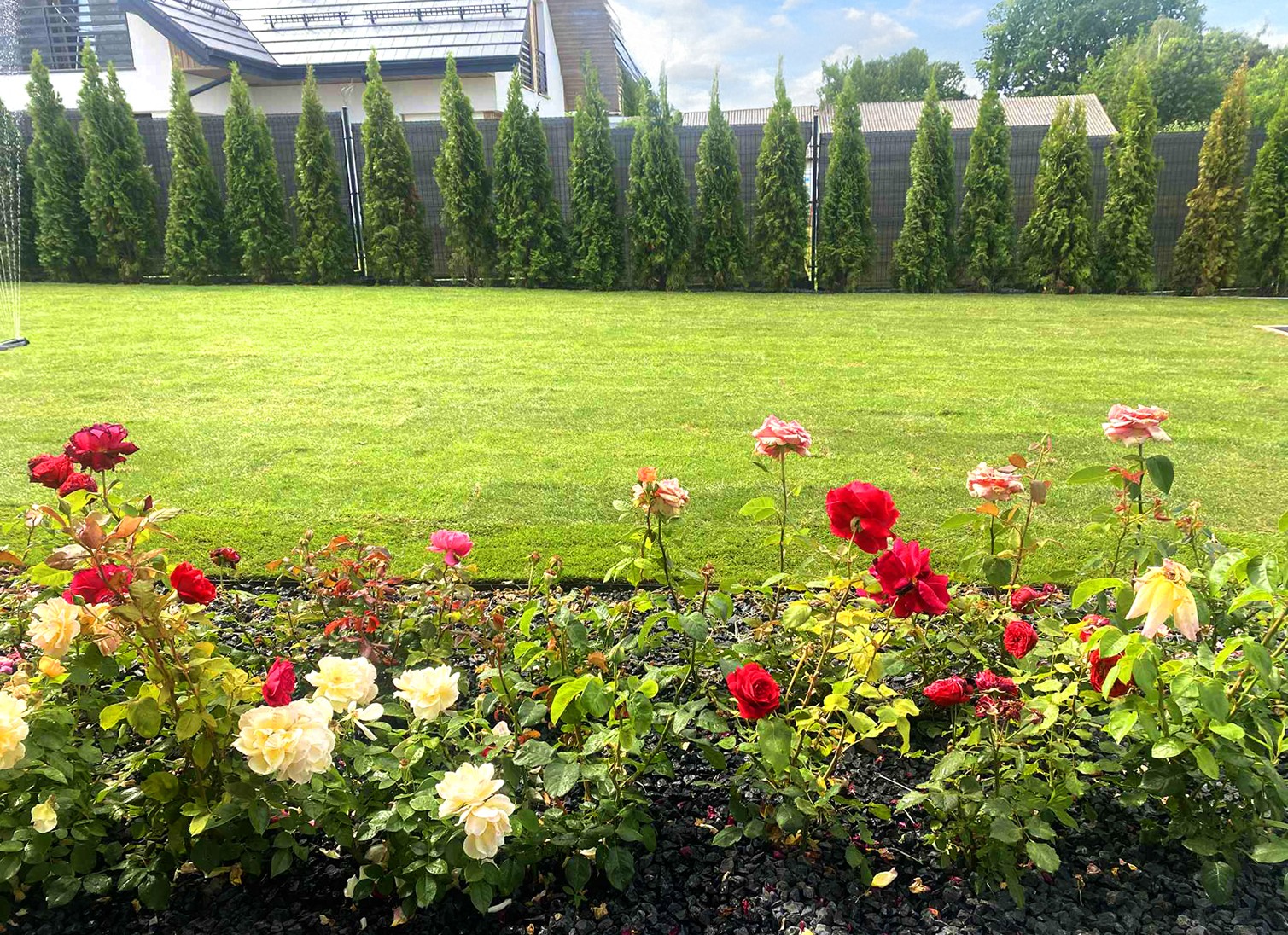 Równy trawnik z rolki