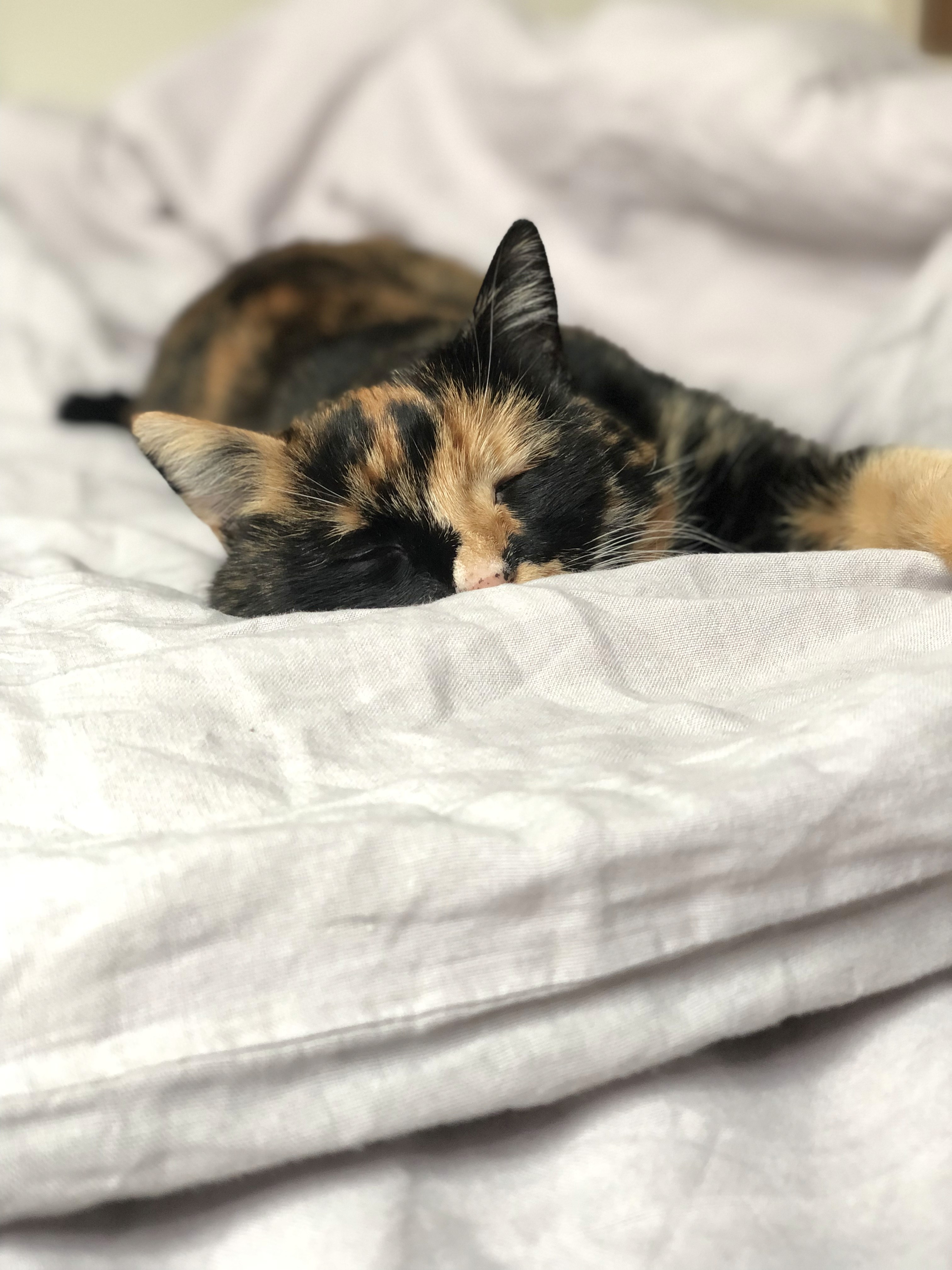 Eine Katze schlächt in weissen Bettlaken