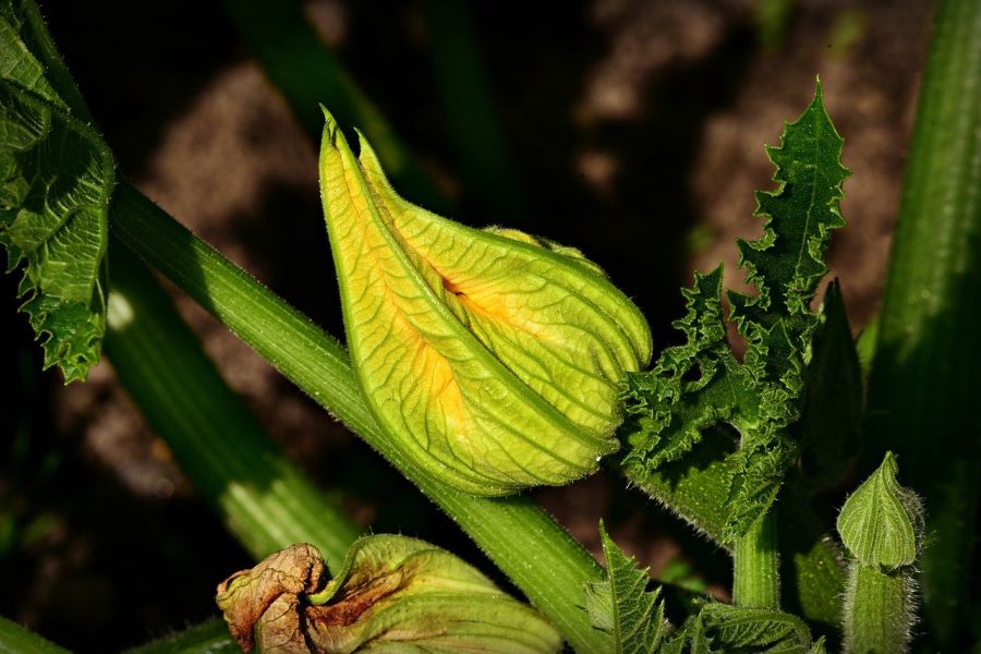 Fiore di zucchina
