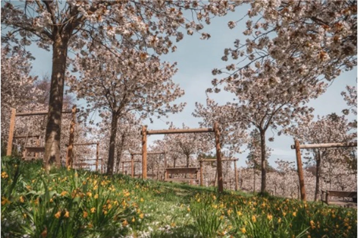 Blooming cherry blossom trees in a park with wooden frames and green grass dotted with yellow flowers under a clear sky.