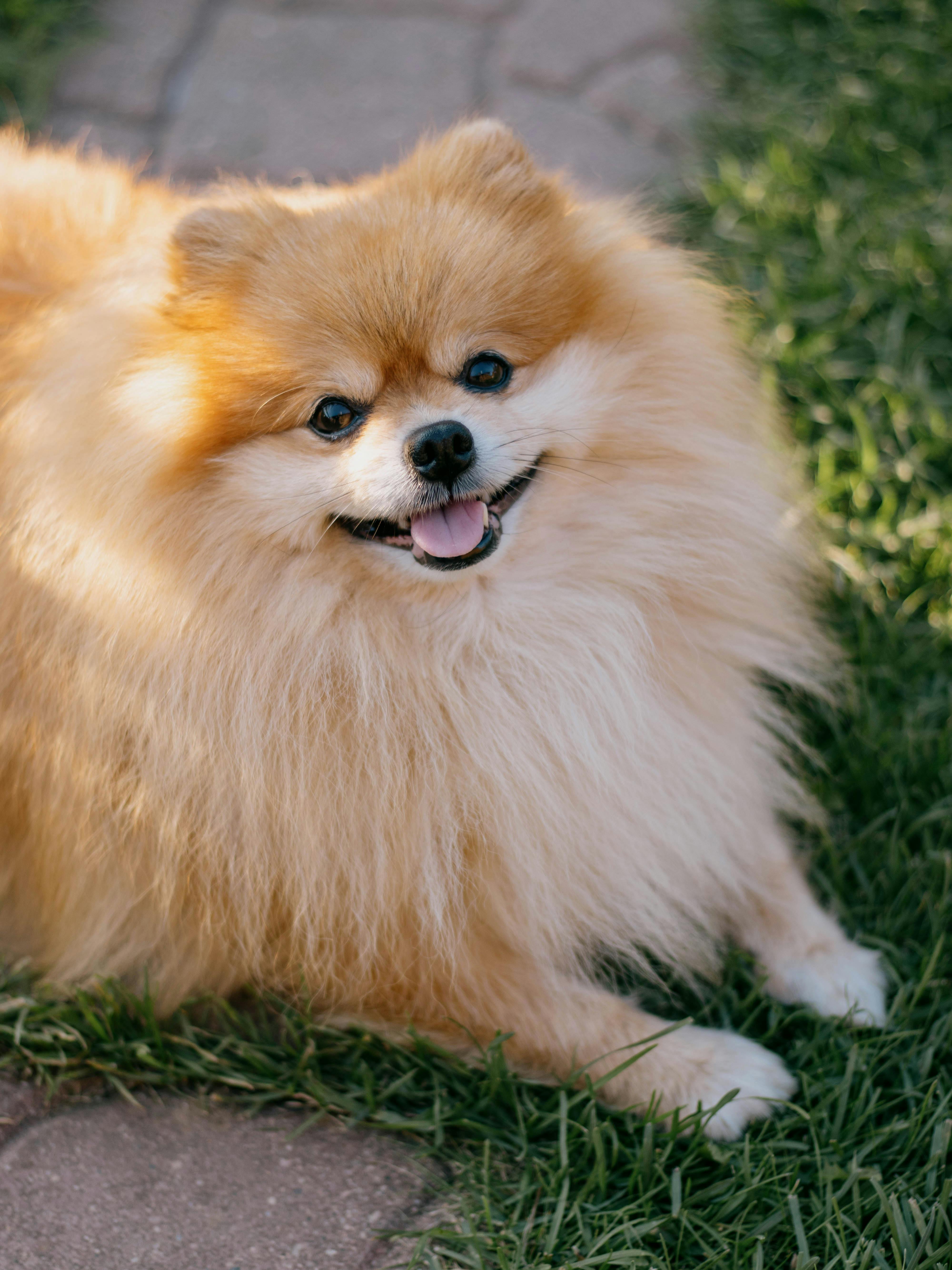 Pomeranian physical characteristics