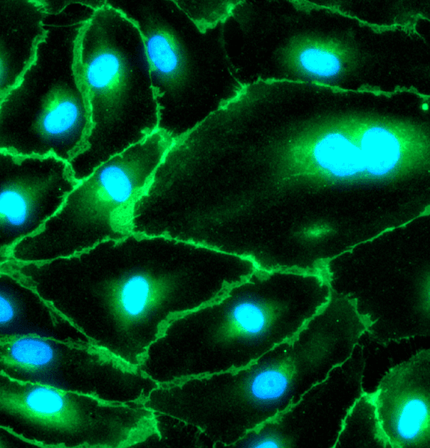 Bile canalicular network visualised by MRP1 immunostaining (red) between adjacent hepatocytes. Visible canaliculi indicate apical–basal polarisation, which is what makes hepatic transporter and efflux studies physiologically meaningful.