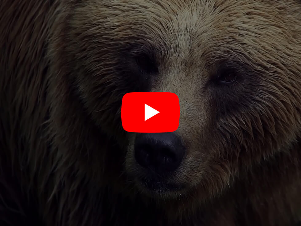 Capture d'écran du component Framer YouTube Fit Cover
