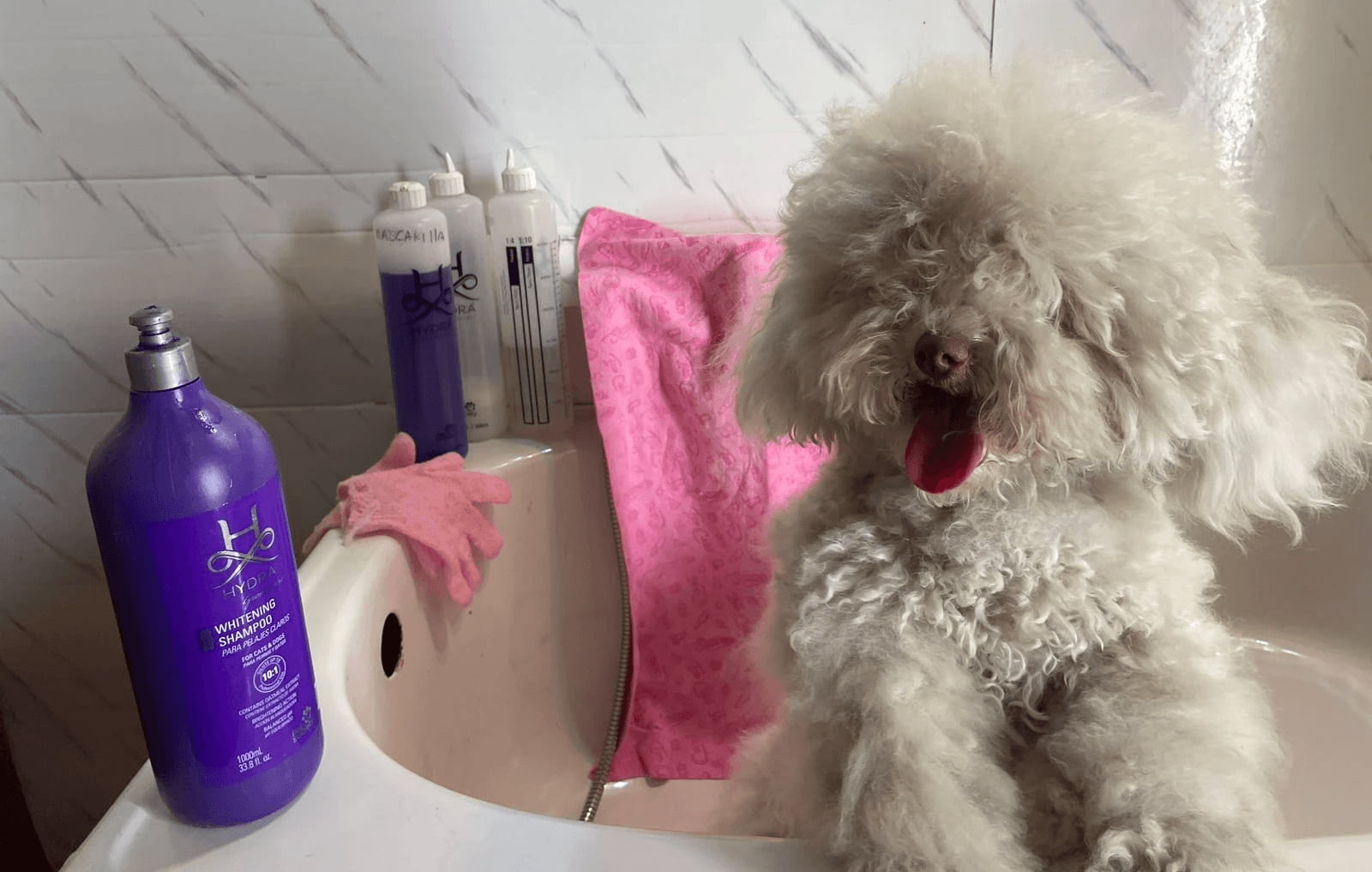 Perro blanco adorable en una tina preparado para recibir un baño