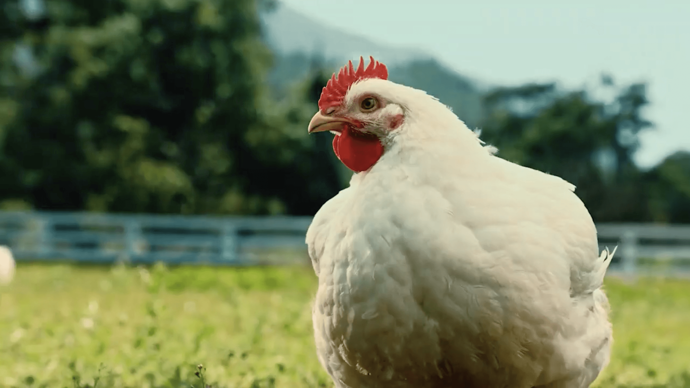 Free range chicken in a field