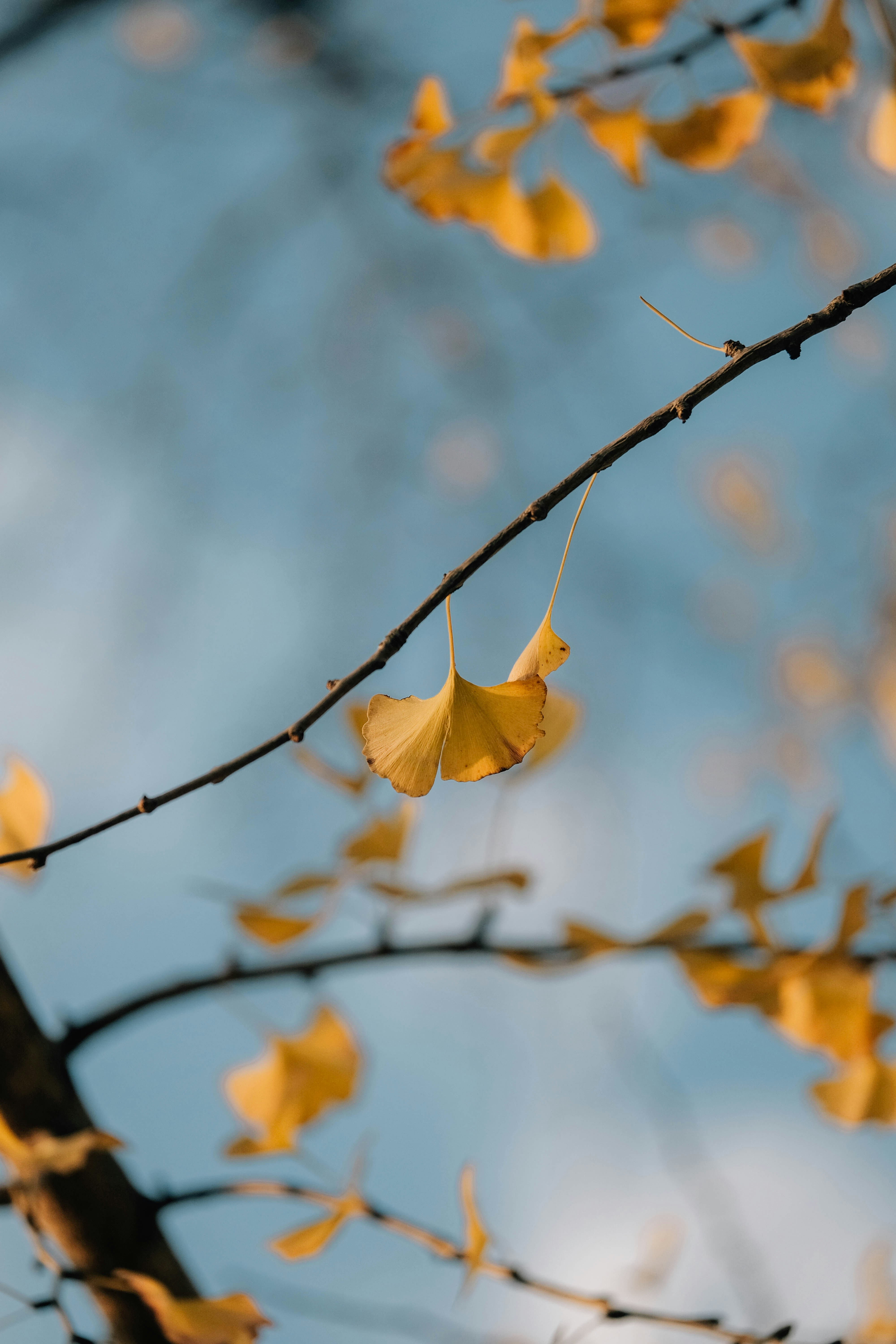 Yellow ginkgo leaves against a blue sky