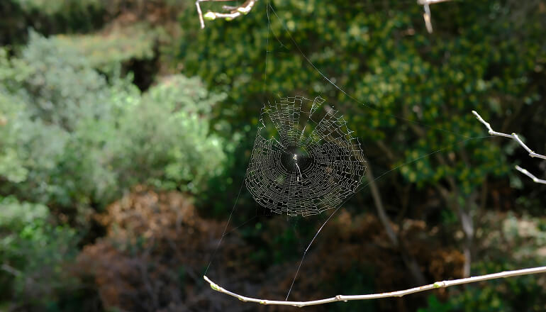 Spider web in yard
