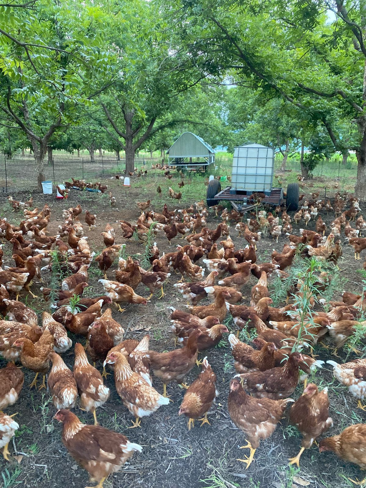 Bertie and Alette: Regenerative farming at Lowerland Farm