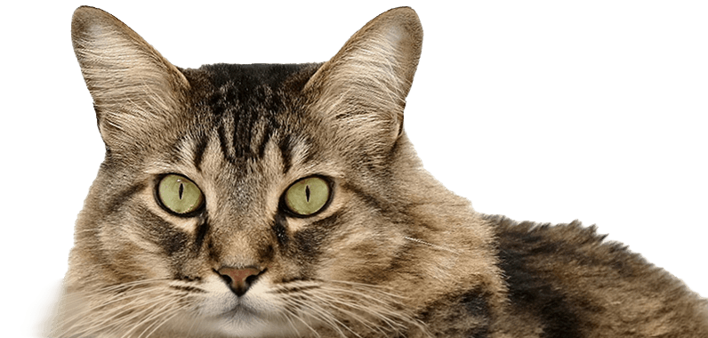 Meow and Mango gato