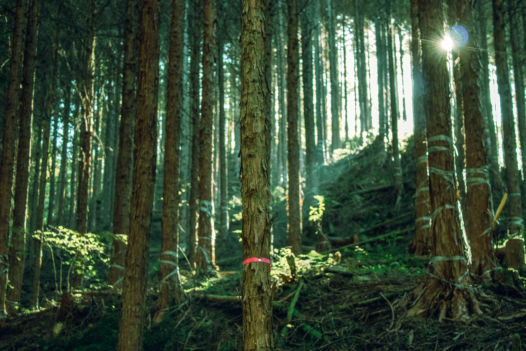 Morning sun entering through the trees in a japanese forest