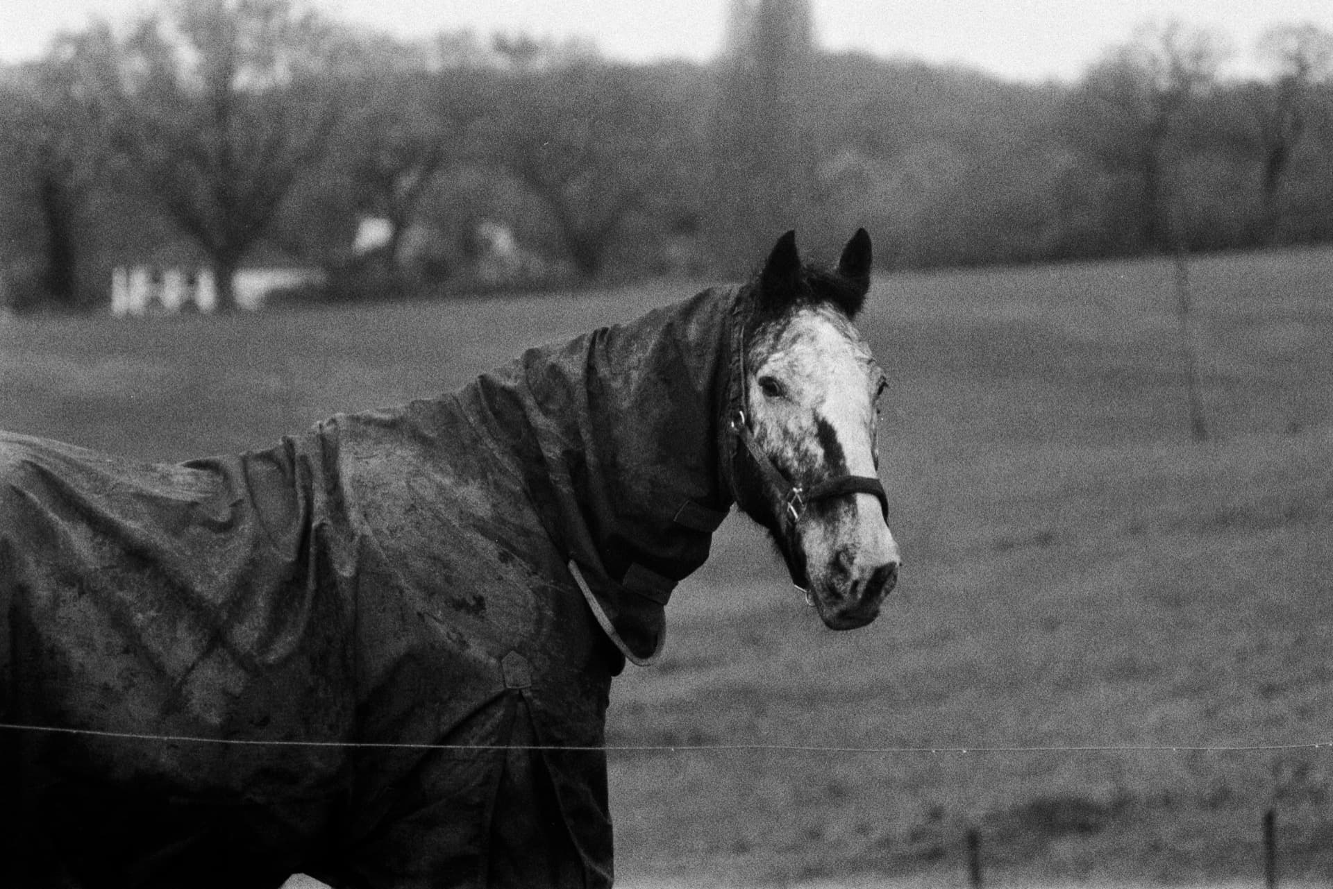 Horse wearing dark blanket standing at fence in field with trees behind