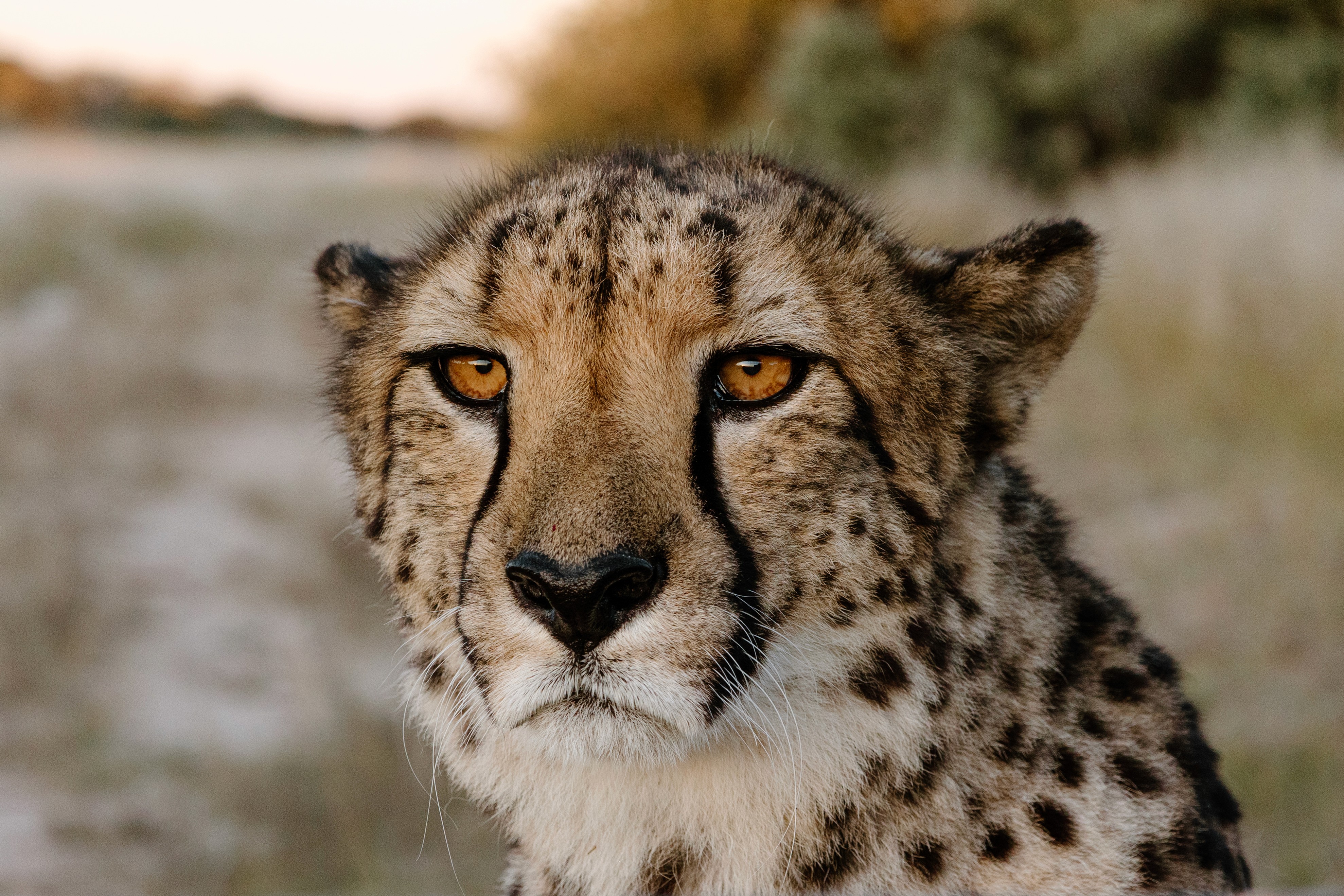 cheetah