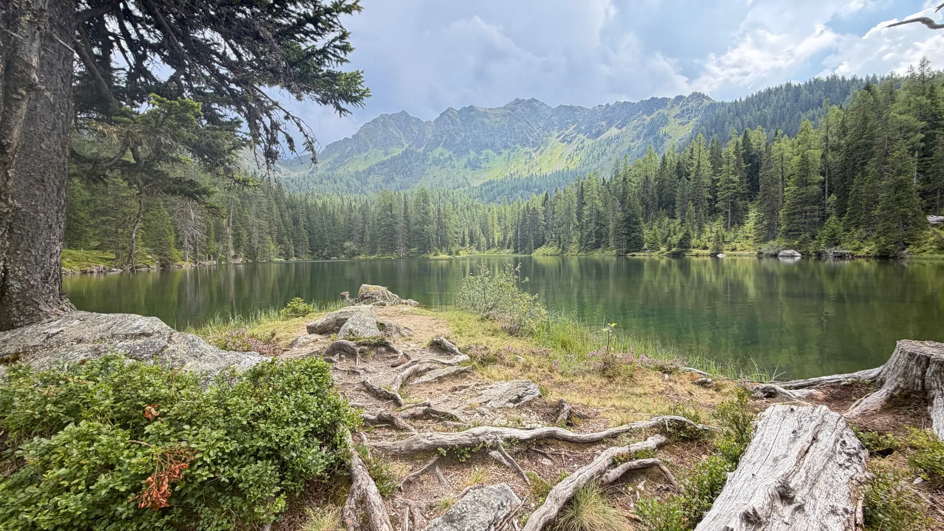 Stiller Bergsee mit Bäumen und Wurzeln am Ufer