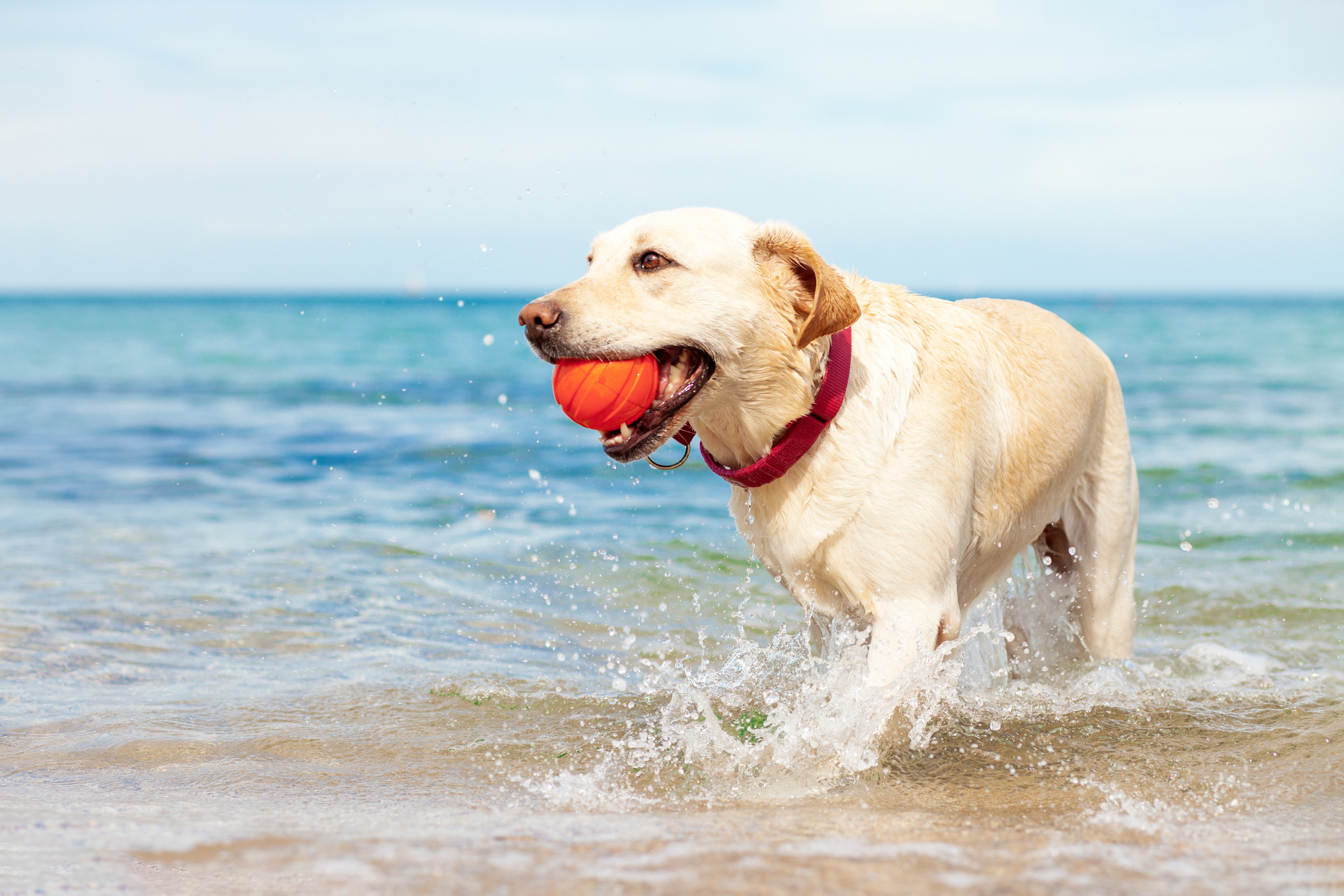 Dog playing with a ball in a dog-friendly beach in Palm Jumeirah (Dubai)