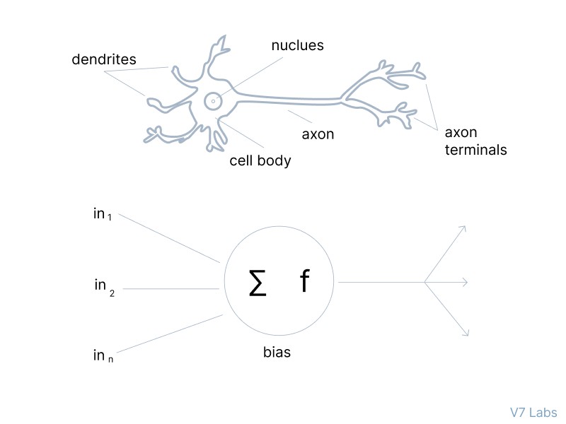 Brain Neural Networks vs. Artificial Neural Networks