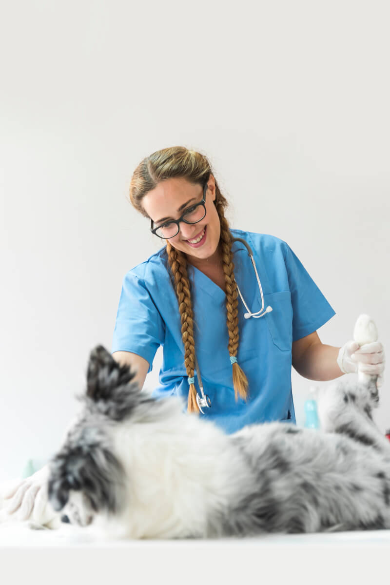 Medic veterinar zâmbind lângă câine fericit – protecție prin asigurarea pentru animale BIXMA.