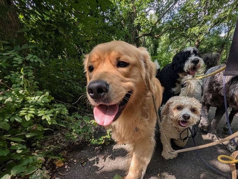 A golden retriever leads a pack of four dogs on a shaded path during dog walking in Charlotte