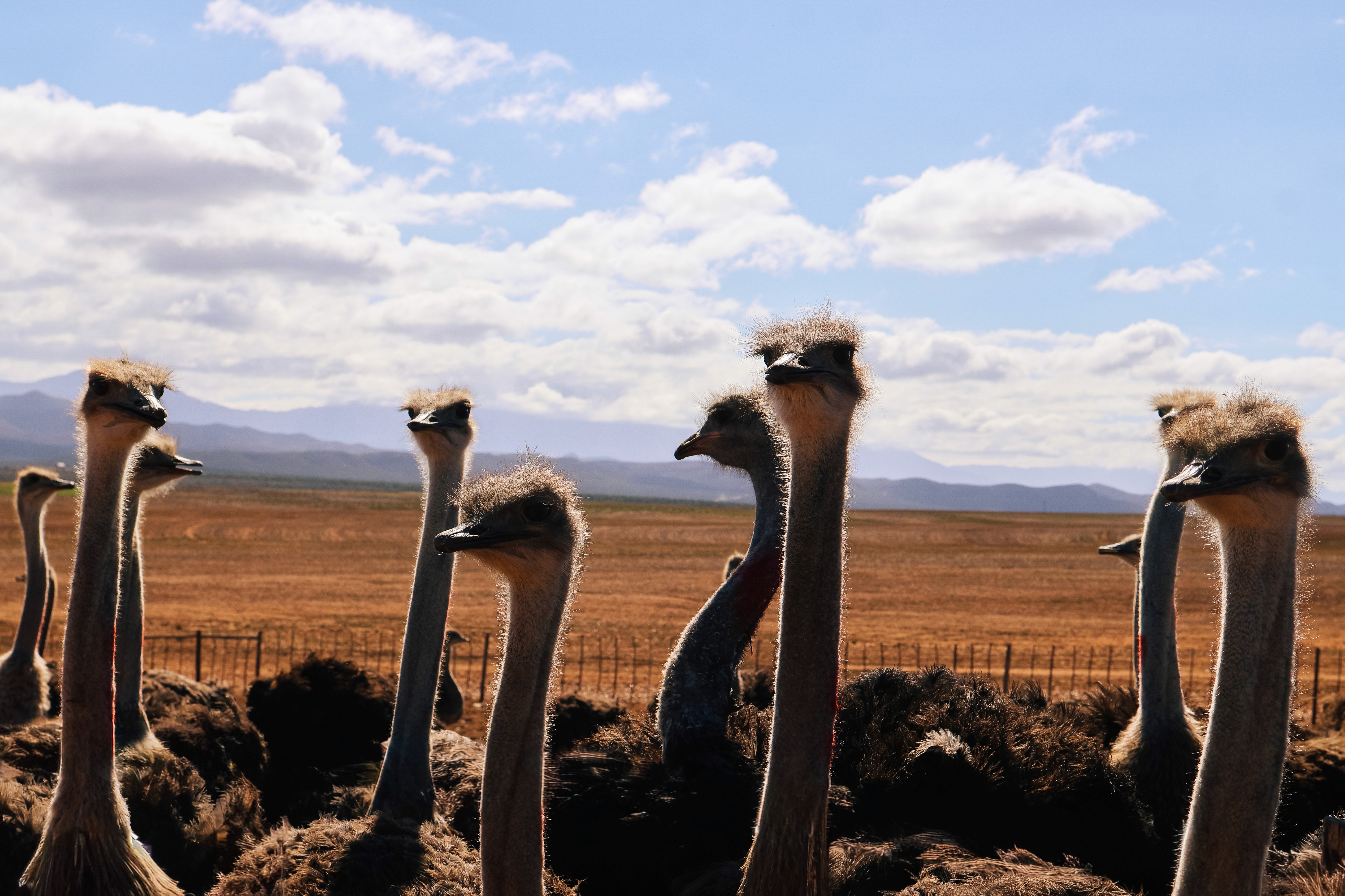 Ostriches 
