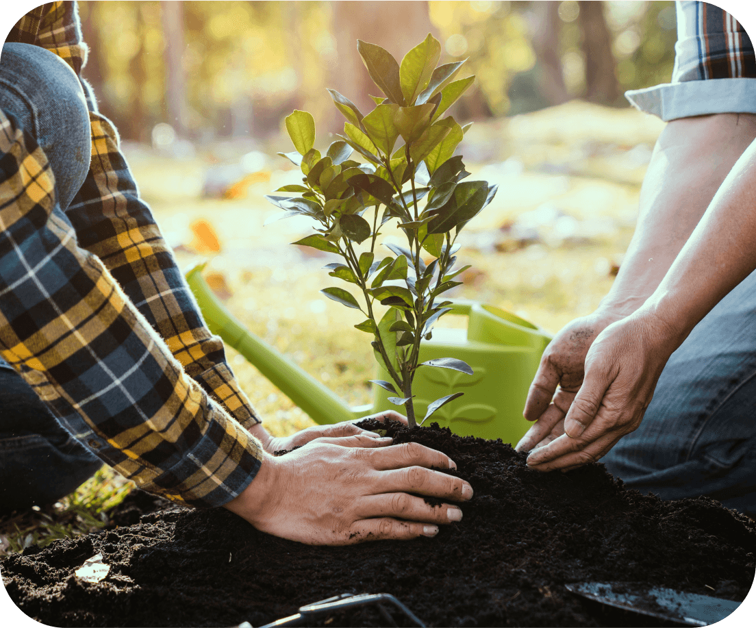 man and woman planting a tree