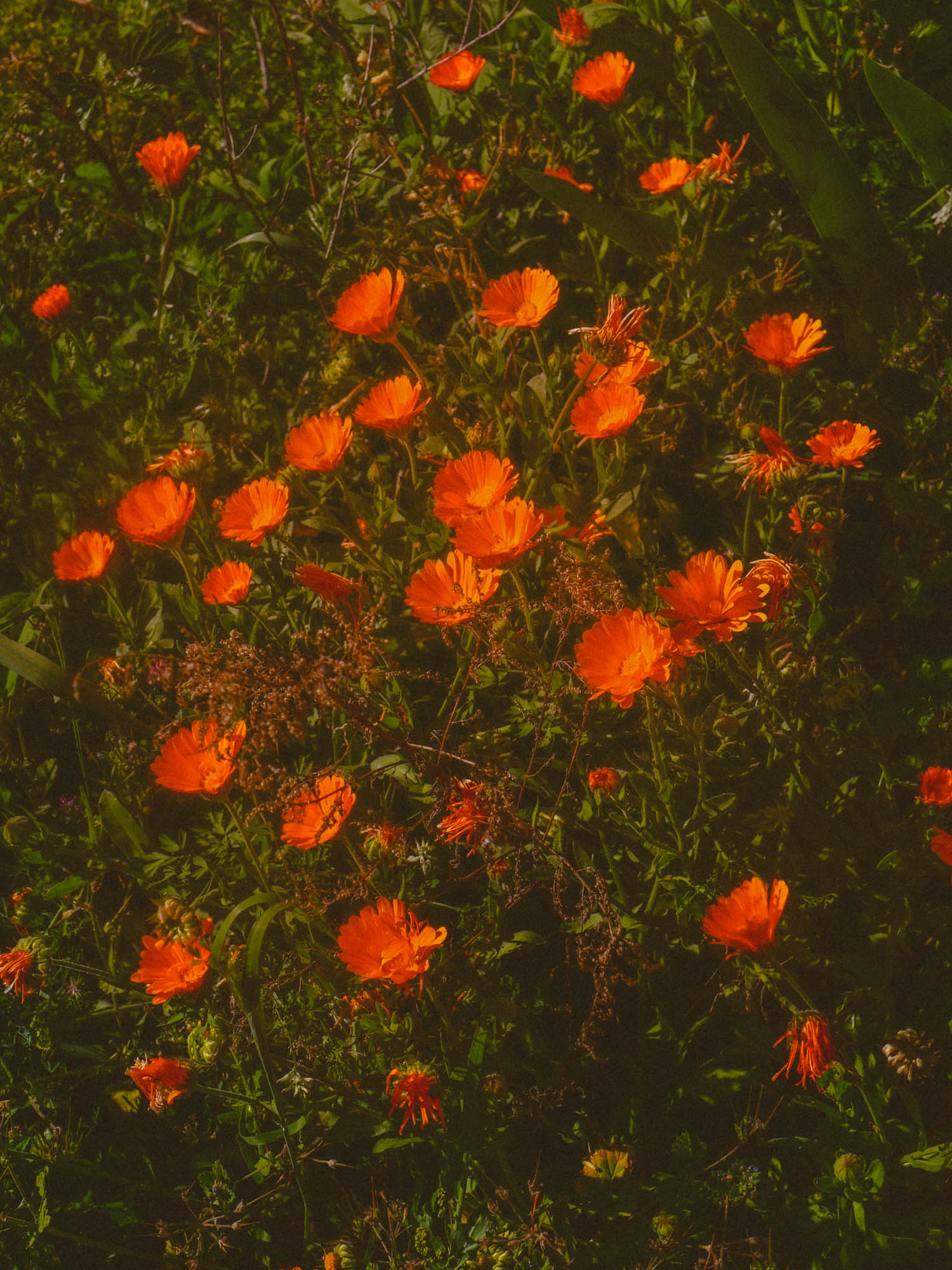 A group of orange flowers