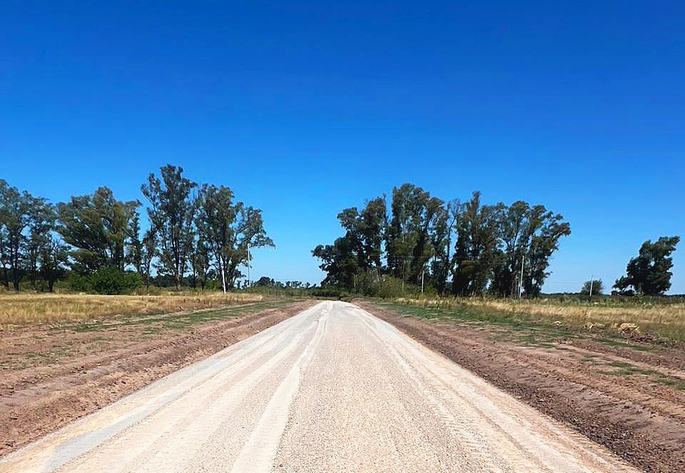 Close-up of lush, dark green leaves, some glossy and wet, against a muted background.