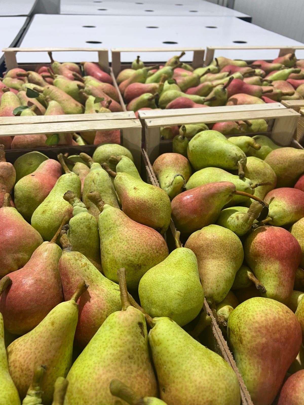 Crunchy pears in wooden crates, controlled atmosphere storage.