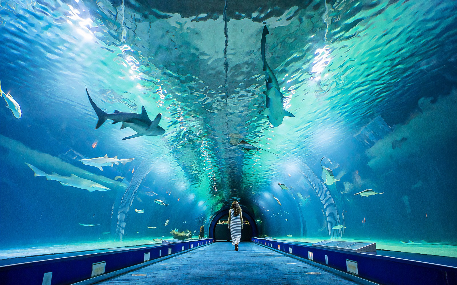 Underwater tunnel at Valencia Oceanogràfic aquarium with sharks swimming above.