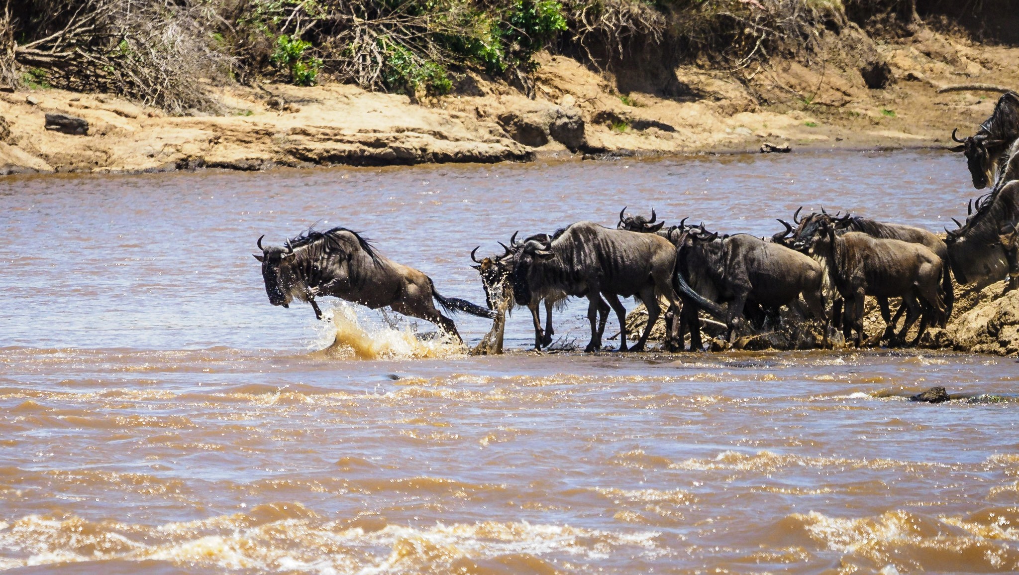 Gotukio's 2026 Guide to the Masai Mara